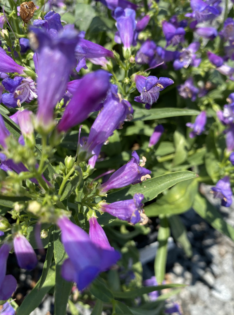 PENSTEMON, ROCK CANDY BLUE