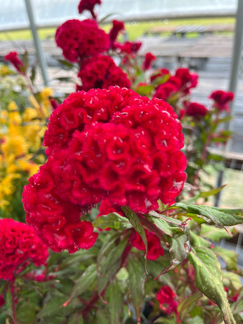 CELOSIA, CHIEF RED FLAME