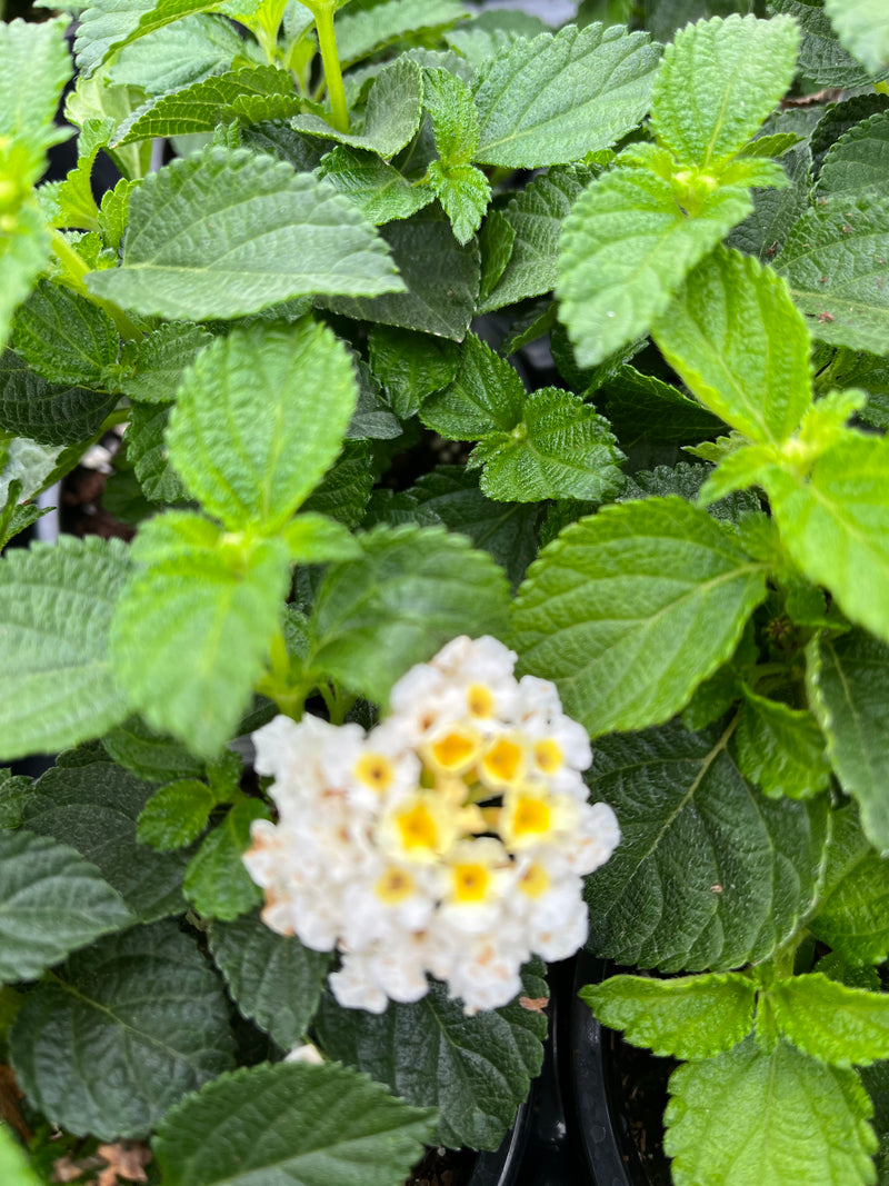 LANTANA, HEARTLAND WHITE