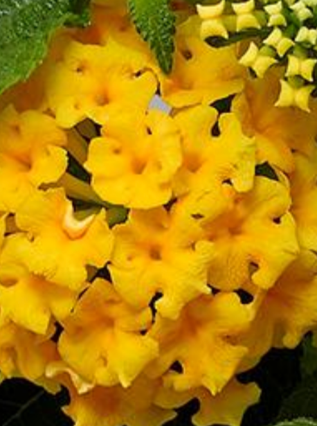 LANTANA, BANDOLERO PINEAPPLE