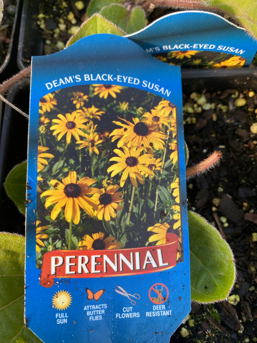 RUDBECKIA, DEAMII (BLACK-EYED SUSAN)