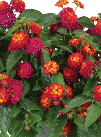 LANTANA, HEARTLAND NEON