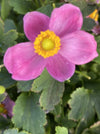 ANEMONE, PRETTY LADY DIANA (WINDFLOWER)