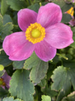 ANEMONE, PRETTY LADY DIANA (WINDFLOWER)