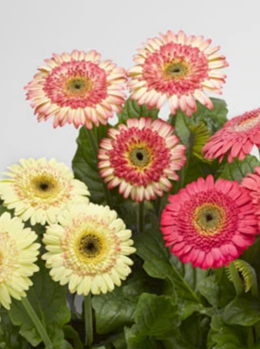 GERBERA DAISY, CARTWHEEL STRAWBERRY TWIST