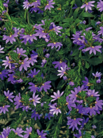 SCAEVOLA, BOMBAY DARK BLUE