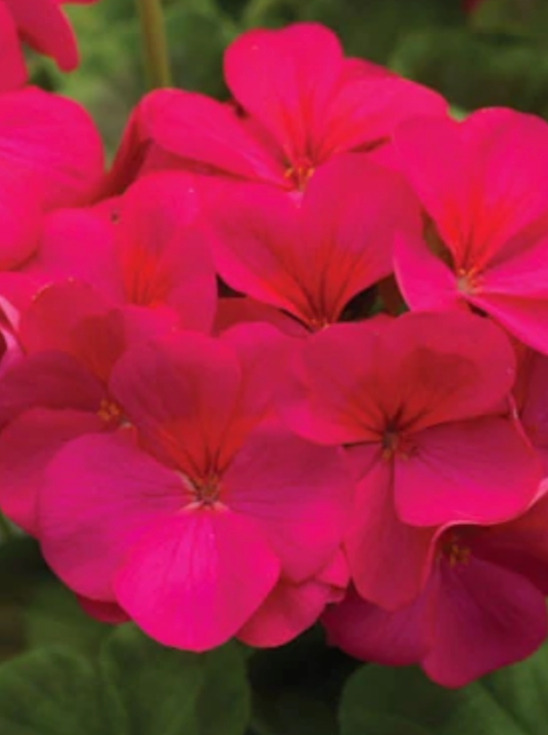 GERANIUM, PINTO PREMIUM VIOLET