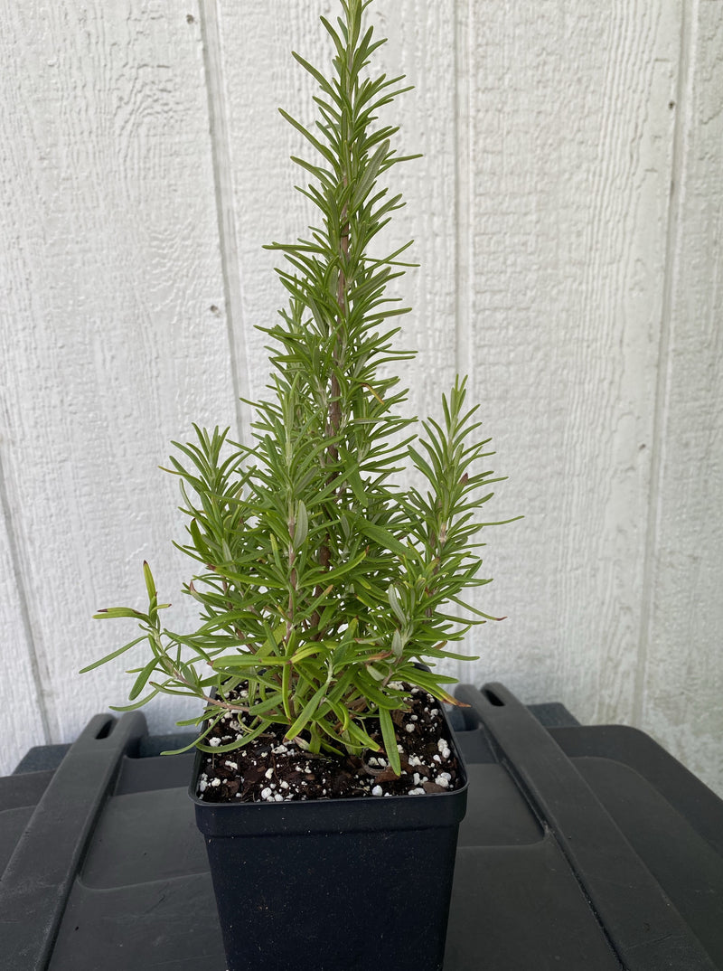 ROSEMARY, BARBEQUE