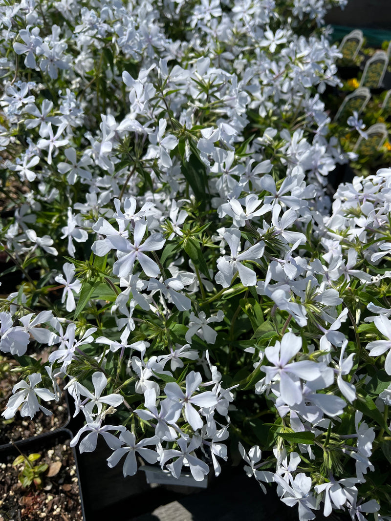 PHLOX, MAY BREEZE (WOODLAND PHLOX)