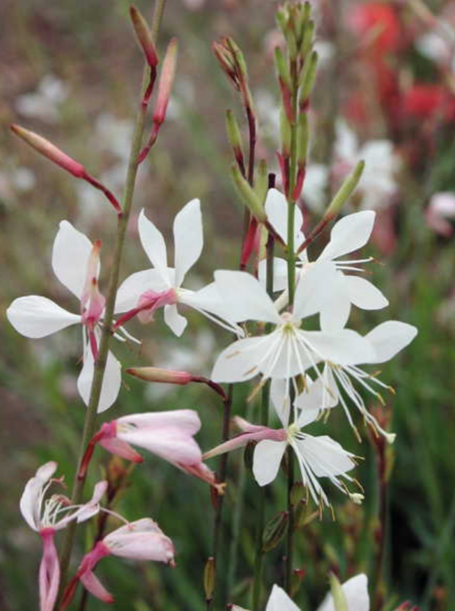 GAURA, SPARKLE WHITE (WAND FLOWER)