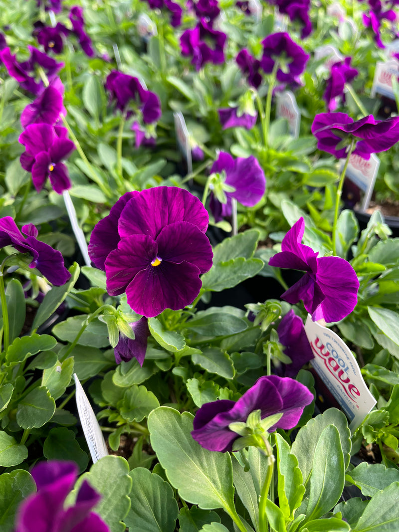 PANSY, COOL WAVE PURPLE