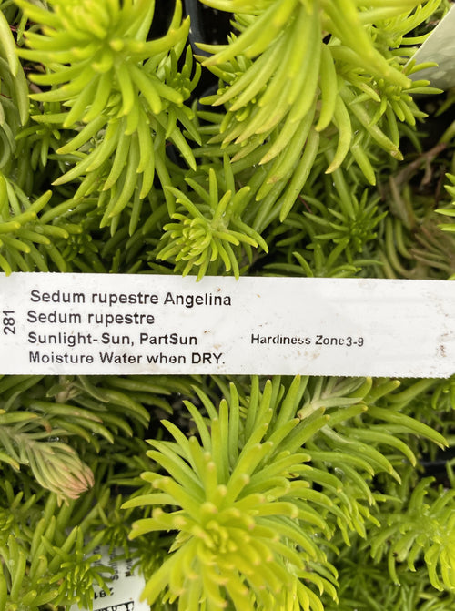 SEDUM, RUPESTRE ANGELINA (STONECROP)