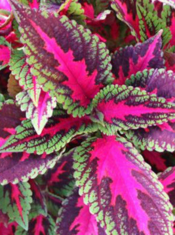 COLEUS, MAIN STREET RUBY ROAD