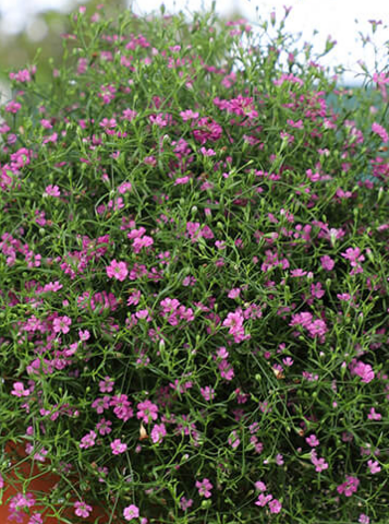 GYPSOPHILA, GYPSY DEEP ROSE