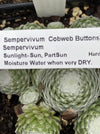 SEMPERVIVUM COBWEB BUTTONS (HENS AND CHICKS)