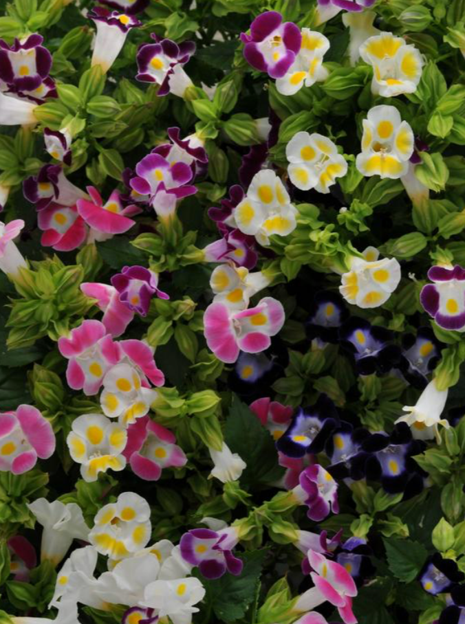 TORENIA, KAUAI MIX