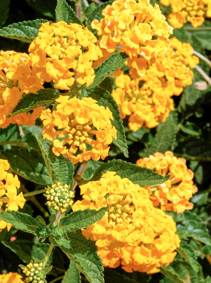 LANTANA, NEW GOLD