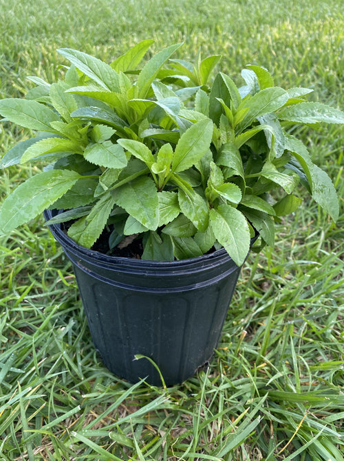 VERONICA, ROYAL CANDLES (SPEEDWELL)